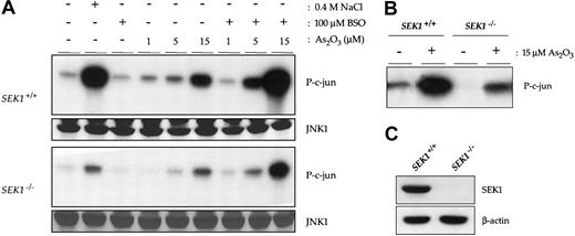 Figure 2. SEK1 partially mediates arsenic trioxide-induced JNK activation in MEF cells. (A) SEK1+/+ (upper panels) and SEK1-/- cells (lower panels) were treated for 16 hours with a range of doses of As2O3 alone or in combination with 100 μM BSO. Immune complex kinase assays were performed to determine the effect of arsenic trioxide on JNK1 activity. A control blot directly comparing the activation of JNK by As2O3 in SEK1+/+ and SEK1-/- cells is also shown (B). Western blots of whole cell extracts from SEK1+/+ and SEK1-/- MEFs to detect total JNK1 expression levels are shown, as is a Western blot detailing the expression level of SEK1 (C).