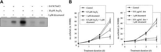 Figure 4. Inhibiting JNK activation abrogates arsenic trioxide-induced apoptosis in NB4 cells. (A) NB4 cells were treated with 10 μM As2O3 alone or in combination with 1 μM dicumarol for 16 hours. An immune complex kinase assay was performed to ensure inhibition of JNK1 at this dose of dicumarol. (B) NB4 cells were either left untreated () or were treated for 3 days with 0.5 μM As2O3 (left panel) or 0.01 μg/mL doxorubicin (right panel) alone (▪) or in combination with 1 μM dicumarol (*), which was replenished daily. Growth inhibition was assessed by counting trypan blue-excluding cells, which always made up more than 97% of the total cells examined. Each data point shown represents an average of 3 independent replicates, and standard deviation error bars are shown.