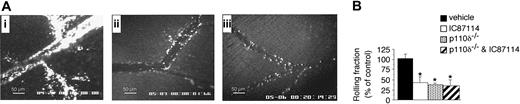 Figure 1. The role of PI3Kδ in supporting neutrophil-endothelial cell interactions in vivo. (A) Representative intravital fluorescence micrograph depicting accumulation of GFP-expressing cells on inflamed venules in WT animals pretreated with either vehicle alone (i) or IC87114 (ii), or in GFP+/-/p110δ-/- mice (iii). (B) Percentage of cells attaching to and rolling on TNFα-stimulated microvessels per minute in the absence or presence of inhibitor. *P < .01 versus control. A total of 15 venules were analyzed in 5 animals for each control or experimental group. Data represent the mean ± SD.