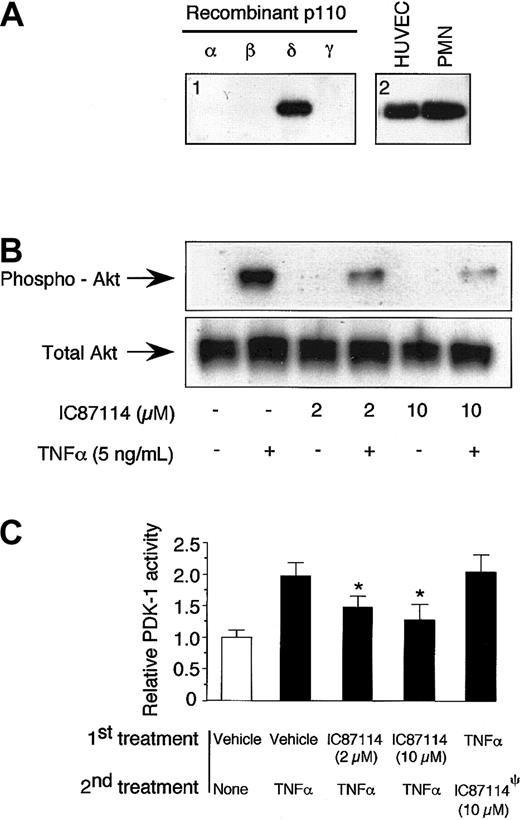Figure 3. p110δ is present in venular endothelium and is activated by TNFα (A) Immunoblots of the p110δ catalytic subunit using recombinant proteins (panel 1) or lysates obtained from HUVECs or neutrophil (panel 2). (B) Representative photomicrograph (3 experiments performed in duplicate) demonstrating phosphorylation of Akt (Ser 243) in response to TNFα-induced activation of HUVECs and inhibition by IC87114. Total Akt present in cells is shown under all conditions tested. (C) Activity of PDK1 in response to TNFα-induced stimulation of vascular endothelium. Lysates from activated HUVECs, pretreated with either vehicle control or the p110δ inhibitor, were subjected to immunoprecipitation using beads coated with an antibody that recognizes PDK1. Enzyme activity was then assessed as described in “Materials and methods.” Relative kinase activity is the average ± SD of 3 experiments with duplicate immunoprecipitates. Activity of PDK1 from untreated cells was represented as 1. P < .01 versus vehicle control. ψIC87114 was added to immunoprecipitated PDK1 obtained from TNFα-stimulated HUVEC lysates to assess its ability to directly inhibit this kinase.