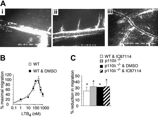 Figure 6. The effect of the PI3Kδ inhibition or deletion on neutrophil transmigration. (A) Representative micrographs depicting LTB4-induced transmigration of neutrophils in a WT mouse pretreated with IC87114 (i), an animal deficient in p110δ (ii), or WT animal pretreated with vehicle control (iii). Each micrograph represents an individual experiment one hour after continuous exposure to LTB4 as described in “Materials and methods.” (B) Chemoattractant dose response curve for murine neutrophil transwell migration to LTB4 in the absence or presence of DMSO (0.3%). (C) Neutrophil chemotaxis at a concentration of chemoattractant that supports half maximal transmigration (30 nM). Results are from 4 experiments performed in triplicate (mean ± SD). *P < .01 versus control.