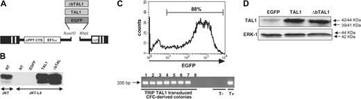 Figure 1. Lentiviral constructs and enforced expression of TAL1 and ΔbTAL1 in human hematopoietic cells. (A) Structure of the lentiviral vector TRIPΔU3-EF1α encoding EGFP, TAL1, and ΔbTAL1 sequences under the control of the EF1α promoter. (B) Western blot analysis of TAL1 and ΔbTAL1 protein expression in Jurkat cell lines. Protein lysates were prepared from nontransduced Jurkat (JKT) cells (NT, lane 1), or JKT-L4 cells transduced with TRIP-EGFP (EGFP), TRIP-TAL1 (TAL1), or TRIP-ΔbTAL1 (ΔbTAL1) (lanes 2 to 5). Proteins were separated by SDS-PAGE and revealed with the anti-TAL1 2TL136 monoclonal Ab. (C) Gene transfer efficiency into cord blood-derived CD34+ cells. Transduced cells were assayed by flow cytometric analysis (histogram indicates percentage of EFGP-expressing cells; upper panel) or by PCR analysis for the detection of integrated TRIP-TAL1 provirus into genomic DNA extracted from individual colony-forming cell (CFC)-derived colonies (lower panel) recovered after 14 days in methylcellulose culture. Eight colonies are shown, of which one was negative for the vector integration. Controls are JKT-L4 cells nontransduced (-) or transduced (+) with TRIP-TAL1. (D) TAL1 and ΔbTAL1 expression into human CD34+ cells transduced with the TRIP vectors. Western blot was performed as described with proteins extracted from CD34+ cells after transduction. Blots were stripped and reprobed with anti-ERK1 polyclonal Ab as a control of the amount of proteins loaded onto the gel. Results are representative of 2 experiments.