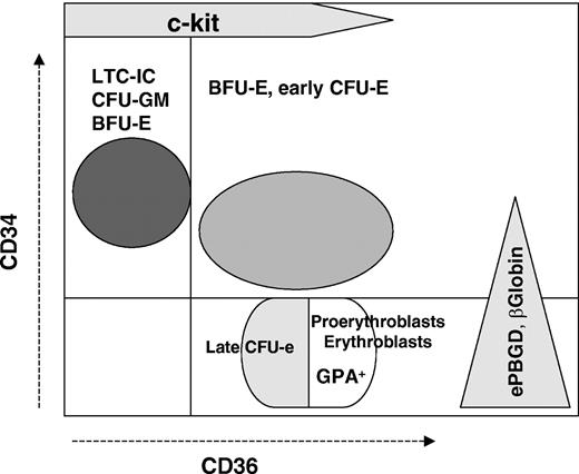 Figure 2. Early erythroid differentiation of human CD34+ UCB cells. A proposed schematical relation between the surface expression of the CD34 and CD36 markers on the cells produced in erythroid differentiation culture system and their functional properties.