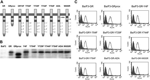 Figure 1. Structure and expression of wild-type and mutant G-CSFR on Gab2 and growth. GRprox indicates truncated proximal G-CSFR. (A) Schematic representation of wild-type and mutant G-CSFR proteins. The cDNAs for the various G-CSFR forms were engineered to express the hemagglutinin (HA) tag at the C terminus. (B) HA blotting of cell lysates from cell lines expressing the various G-CSFR forms. Cell lysates were prepared, electrophoresed, and transferred onto poly(vinylidene difluoride) (PVDF) filter. The filter was then blotted with anti-HA mAb. (C). Flow cytometric analysis of G-CSFR expression on the cell surface of transfectants. Receptor expression on the control, untransfected Ba/F3 cells are shown in the filled curves.