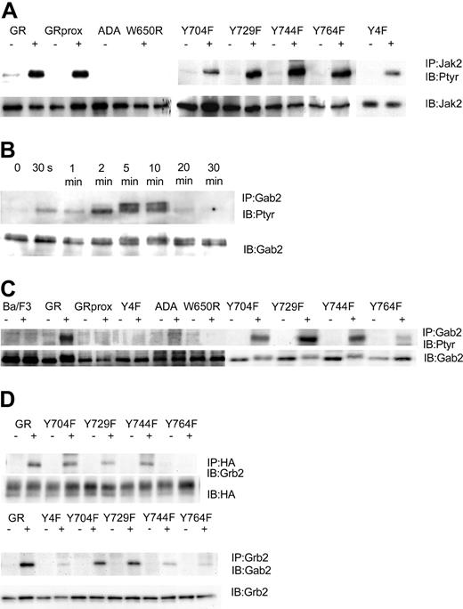Figure 3. G-CSF-induced tyrosine phosphorylation patterns are G-CSFR dependent. IP indicates immunoprecipitation; IB, immunoblot; Ptyr, phosphotyrosine. (A) G-CSF-induced tyrosine phosphorylation of Jak2 after 10 minutes' stimulation. Cell lysates were subjected to immunoprecipitation by anti-Jak2 antibody, followed by transfer onto PVDF, and were then blotted with antiphosphotyrosine mAb 4G10. Membrane was stripped and reprobed for Jak2. (B) Time course for G-CSF-induced tyrosine phosphorylation of Gab2. Cell lysates were subjected to immunoprecipitation by anti-Gab2 antibody, followed by transfer onto PVDF, and were then blotted with antiphosphotyrosine mAb 4G10. Membrane was stripped and reprobed for Gab2. (C) G-CSF-induced tyrosine phosphorylation of Gab2 after 10 minutes' stimulation. (D) G-CSF-induced association of Grb2 with Y764 and association of Grb2 with Gab2.