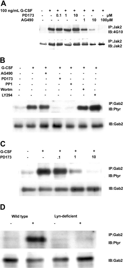 Figure 4. Relationship of Gab2 and Lyn. Gab2 is a Lyn substrate. (A) Inhibition of Jak2 tyrosine phosphorylation by AG490, but not by the Src inhibitor PD173. Ba/F3GR cells were first incubated with varying concentrations of Jak2 inhibitor (AG490) or Src kinase inhibitor (PD173), then stimulated with 100 ng/mL G-CSF for 10 minutes. Jak2 was immunoprecipitated and then blotted sequentially with antiphosphotyrosine mAb 4G10 and anti-Jak2. (B) Ba/F3 G-CSFR cells were first incubated with Src kinase inhibitors (10 μM PD173 or 10 μM PP1), Jak2 inhibitor (100 μM AG490), or PI3-kinase inhibitor (10 μM wortmannin or 10 μM LY294003) for 60 minutes, then stimulated with 100 ng/mL G-CSF for 10 minutes. Gab2 tyrosine phosphorylation was then assayed. (C) Dose inhibition of Src inhibitor PD173 on G-CSF-induced tyrosine phosphorylation of Gab2. (D) Lyn-deficient DT40 GR cells without Gab2 tyrosine phosphorylation. DT40 GR and Lyn-deficient DT40 GR were studied for tyrosine phosphorylation of immunoprecipitated Gab2 following stimulation with 100 ng/mL G-CSF.