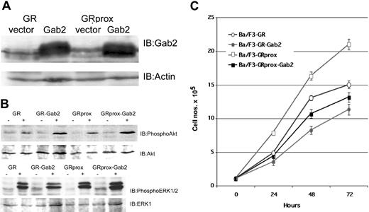 Figure 6. Effect of Gab2 overexpression. Overexpression of Gab2 inhibits G-CSF-induced growth of Ba/F3 cells, but is not associated with inhibition of Akt or ERK. (A) Western blot of ectopically expressed Gab2 in either GR- or GRprox-expressing cells. (B) Western blots show that overexpression of Gab2 enhanced serine phosphorylation of Akt (upper panel), but not of ERK 1/2 (lower panel). (C) Growth characteristics of wild-type and truncated G-CSFR-transfected Ba/F3 cells with overexpression of Gab2 as determined by MTT cell proliferation assay.