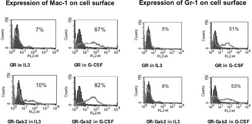 Figure 8. Expression of Mac-1 and Gr-1. Mac-1 expression is shown in the left panel, and Gr-1 expression in the right panel. Flow cytometric analysis was performed on G-CSFR-transfected Ba/F3 and Ba/F3GR cells, which overexpressed Gab2 in the presence of IL-3 or G-CSF for 48 hours. In each panel, the fluorescence with isotype control is shown as a black histogram and the specific antibody as a solid gray line along the x-axis (log scale), and the relative number of cells is shown on the y-axis.