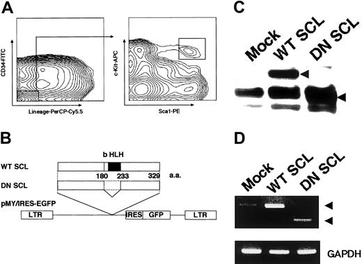 Figure 1. Construction of retroviral vector and target HSC for gene transduction. (A) Flow cytometric analysis of murine hematopoietic stem cells in adult bone marrow. Staining profile of lineage marker versus CD34 for lineage-depleted cells (left) and Sca-1 versus c-Kit in lineage-/CD34-/low-gated populations (right) in bone marrow is shown. (B) Schematic representation of the retroviral vector, pMY/WT SCL and pMY/DN SCL, encoding WT SCL and DN SCL linked by IRES to a cDNA encoding enhanced GFP (EGFP). (C) Expression of WT SCL and DN SCL proteins in retrovirally transduced 32D cells. Arrowheads indicate approximately 37 kDa (lane WT SCL) and 29 kDa (lane DN SCL). The other bands commonly seen in all the lanes, including the Mock control lane, represent nonspecific reaction of the antibody. (D) Expression of SCL mRNA in retrovirally transduced HSCs. Arrowheads indicate 308-base pair (bp) (lane WT SCL) and 170-bp (lane DN SCL) transcripts, the latter of which resulted from the deletion of a 138-bp sequence corresponding to the bHLH domain.
