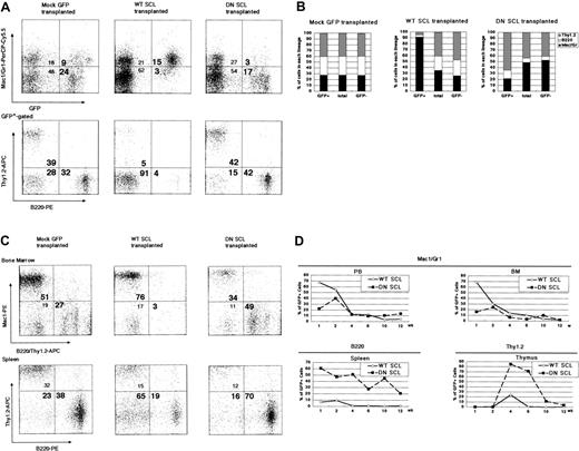 Figure 4. Contribution of WT SCL- and DN SCL-transduced donor-derived cells in myeloid and lymphoid lineages 6 weeks after transplantation. (A) Results of representative FACS analysis of peripheral blood. Profiles for GFP and Mac1 or Gr1 in peripheral blood cells (upper panels) and B220 and Thy1.2 in GFP+-gated peripheral blood subpopulations (lower panels) are shown. (B) Mean ratios of T, B, and myeloid lineage cells in GFP+-gated, nongated, or GFP--gated peripheral blood subpopulations in recipient mice receiving Mock GFP-transduced cells (SD = 0.02-0.04), WT SCL-transduced cells (SD = 0.19-0.60), and DN SCL-transduced-cells (SD = 0.21-0.22). (C) Results of representative FACS analysis of bone marrow and spleen. (D) Chimerism of GFP+ cells in myeloid cells from peripheral blood and bone marrow (upper panels), in B220+ cells from spleen (lower left), and in Thy1.2+ cells from thymus (lower right). (A-D) Three, 7, and 5 recipient mice were analyzed during Mock GFP-transduced, WT SCL-transduced, and DN SCL-transduced cell transplantation, respectively. Numbers in each quadrant (A,C) represent the percentage of cells in the respective quadrants.
