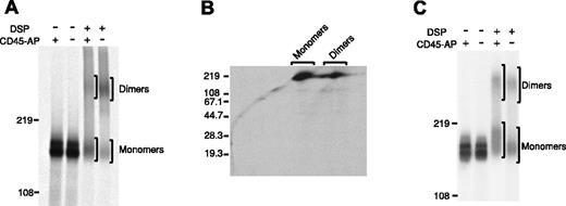 Figure 1. Increased CD45 dimerization in CD45-AP-null cells. CD45 dimerization is increased in the absence of CD45-AP. Thymocytes (A,B) or splenic T cells (C) obtained from wild-type (+) or CD45-AP-null (-) mice were biosynthetically labeled with 35S-labeled amino acids. The cell lysates were treated with or without DSP and immunoprecipitated with anti-CD45 antibody. In panels A and C, the immunoprecipitates were analyzed by nonreducing SDS-PAGE. In panel B, the immunoprecipitate of CD45-AP-null thymocytes was analyzed by 2-dimensional diagonal SDS-PAGE.