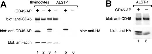 Figure 4. Normal expression level and CD45 binding of transfected HA-CD45-AP in ALST-1 cells. HA-CD45-AP is expressed at a normal level and binds CD45 in stably transfected ALST-1 cells. (A) Cell lysates were immunoblotted with anti-CD45, anti-CD45-AP, and anti-actin antibodies (lanes 1-4), or with anti-HA antibody (lanes 5-6). Lane 1 depicts wild-type thymocyte lysate (3.75 × 105 cells); lane 2, CD45-AP-null thymocyte lysate (3.75 × 105 cells); lanes 3 and 5, lysates of ALST-1 transfected with HA-CD45-AP (3.75 × 105 cells); lanes 4 and 6, lysates of ALST-1 transfected with empty vector (3.75 × 105 cells). (B) Anti-CD45 immunoprecipitates of ALST-1 cells transfected with HA-CD45-AP (lane 1) or with empty vector (lane 2) were immunoblotted with anti-CD45 and anti-HA antibodies.