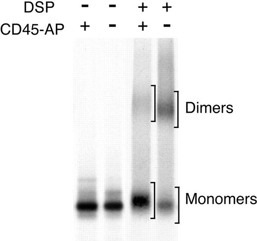 Figure 5. Effect of CD45-AP expression on CD45 dimerization in ALST-1 cells.Expression of CD45-AP reduces CD45 dimerization in ALST-1 cells. ALST-1 cells stably transfected with HA-CD45-AP or empty vector were biosynthetically labeled with 35S-labeled amino acids. The cell lysates were treated with or without DSP and immunoprecipitated with anti-CD45 antibody. The immunoprecipitates were analyzed by SDS-PAGE under nonreducing conditions. Regions scanned for monomers and dimers are indicated by brackets.