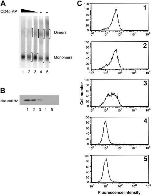 Figure 6. Effect of increasing expression of CD45-AP on CD45 dimerization in ALST-1 cells. Increasing expression of CD45-AP proportionally reduces CD45 dimerization in ALST-1 cells. (A) ALST-1 cells expressing 3 different levels of HA-CD45-AP (lanes 1-3) and 2 independent control transfectants with empty vector (lanes 4-5) were biosynthetically labeled with 35S-labeled amino acids. The cell lysates were treated with or without DSP and immunoprecipitated with anti-CD45 antibody. The immunoprecipitates were analyzed by SDS-PAGE under nonreducing conditions. Regions scanned for monomers and dimers are indicated by brackets. (B) Cell lysates of ALST-1 transfectants (1 × 106 cells) were immunoblotted with anti-HA antibody. See panel A for description of lanes. (C) ALST-1 transfectants were stained with FITC-conjugated anti-HA antibody and analyzed by flow cytometry.