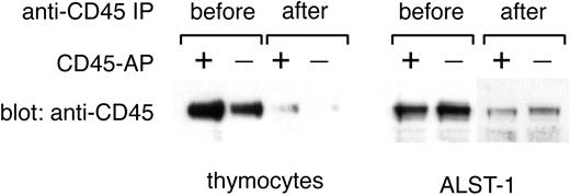Figure 7. Effective removal of CD45 from microsomal fractions by anti-CD45 immunoprecipitation. Microsomal fractions of thymocytes from wild-type or CD45-AP-null mice and of ALST-1 cells transfected with either CD45-AP or empty vector were immunoprecipitated with anti-CD45 antibody-conjugated beads. Fractions before and after immunoprecipitation were analyzed by immunoblotting with anti-CD45 antibody.