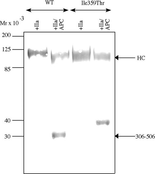 Figure 2. Western blot analysis. Western blot analysis of the APC-cleaved FVa-Ile359Thr FV at a concentration of 2 μg/mL incubated with 0.05 U/mL thrombin for 30 minutes at 37°C and then incubated with 0.25 nM APC and 100 nM protein S in the presence of 25 μM phospholipids (PS/PE/PC 20:20:60). Both FVa and APC-cleaved FVa were analyzed by Western blot (12% SDS-PAGE) under reducing conditions. The FVa was detected using a monoclonal against the heavy chain (AHV-5146), and Vectastain Elite ABC kit was used to develop the Western blots. Mr indicates molecular range.