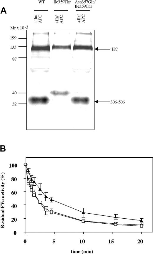 Figure 6. APC-mediated inactivation of FVa-Asn357Gln/Ile359Thr. (A) The recombinant FV variants (2 μg/mL) were incubated with thrombin (0.05 U/mL) for 30 minutes at 37°C and then incubated with 0.25 nM APC and 100 nM protein S in the presence of 25 μM phospholipids (PS/PE/PC 20:20:60). Both FVa and APC-cleaved FVa were analyzed by Western blot (12% SDS-PAGE) under reducing conditions. The FVa was detected using a monoclonal against the heavy chain (AHV-5146), and Vectastain Elite ABC kit was used for detection. (B) The FV variants (0.8 nM) were incubated with thrombin (0.5 U/mL) for 10 minutes at 37°C. APC was subsequently added (final concentration, 0.050 nM) together with protein S (final concentration, 100 nM) and 10:20:70 PS/PE/PC phospholipids (final concentration, 25 μM). Sub-samples were withdrawn at different time points, and activity was measured as in Figure 3. The values were normalized to the value of FVa activity at time zero for each reaction. FVa-WT, □; FVa-Ile359Thr, ▴; FVa-Asn357Gln/Ile359Thr, ○. Each data point represents the mean of 3 independent experiments performed in duplicate. Error bars represent ± SD.