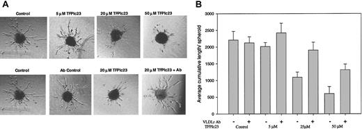 Figure 5. Effect of TFPIc23 on endothelial spheroid vessel outgrowth. (A) Endothelial cell spheroids were suspended in collagen, and bFGF was added to induce vessel outgrowth. Increasing amounts of TFPIc23 were added with the bFGF, and vessel growth was assessed 24 hours later. Control spheroids and spheroids grown in the presence of 5 μM, 20 μM, and 50 μM TFPIc23 are shown in the top panels. The bottom panels show the effect of VLDL receptor antibody assessed by preincubating spheroids with R4522 and then treating with TFPIc23. Control spheroids were treated with bFGF and R4522 and bFGF alone. Original magnification × 100. (B) Quantification of spheroid tubule outgrowth. The effects of increasing amounts of TFPIc23 in the presence or absence of the VLDL receptor antibody R4522 were quantified by measuring the total length of all vessels from each spheroid (2-8 spheroids/well).