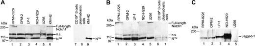 Figure 2. High Notch1, Notch2, and Jagged1 expression in cultured MM cells. Western blot analysis of cell lysate proteins from cultured MM cells (RPMI-8226, OPM-2, LP-1, NCI-H929, U266; panels A-C, lanes 1-5), mature CD19+ B cells (panel A, lane 7; panel B, lane 6), CD38+/CD19+ plasmablastic cells (panel A, lane 8; panel B, lane 7), and the Hodgkin cell line KM-H2 (panel A, lanes 6 and 9), showing expression of Notch1 (A) and Notch2 (B) as full-length proteins (300 kDa) and their major cleavage product (N™, 110 kDa). In panel A, lanes 1-6, and panels B and C, 30 μg proteins were loaded. In panel A, lanes 7-9, 12 μg proteins were loaded. In panel A, lanes 1-6, proteins were incubated with mouse monoclonal anti-Notch1 antibodies (BD Biosciences); and for lanes 7-9, proteins were incubated with rat monoclonal anti-Notch1 antibodies (bTAN20; Developmental Studies Hybridoma Bank). (C) Expression of the Notch ligand Jagged1 (about 130 kDa) in cultured MM cells (left margin). Size markers are in kilodaltons, and n.s. indicates not significant.