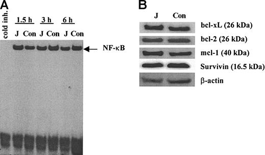 Figure 3. Effect of Notch activation in myeloma cells on NF-κB and antiapoptotic proteins. (A) H929 cells were incubated on the monolayer of irradiated 3T3-Jagged (J) or control (Con) fibroblasts for 1.5, 3, or 6 hours. Myeloma cells were then collected, and nuclear extract was prepared followed by EMSA with NF-κB-specific probe. Similar results were obtained after H929 cells were collected at other time points: 0.5, 1, 4, 8, 12, and 24 hours. Experiments were performed twice with the same results. (B) H929 cells were incubated on the monolayer of 3T3-Jagged (J) or 3T3-MSCV (Con) stroma for 48 hours. Protein expression was evaluated by Western blotting. Experiments were repeated twice with the same results.