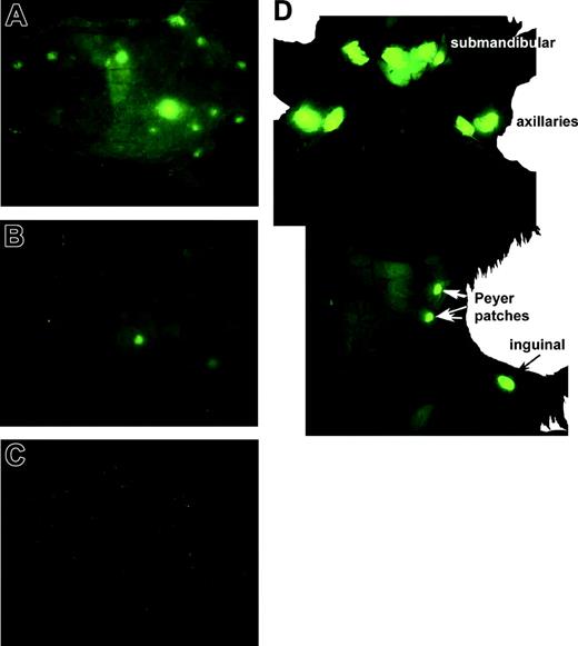 Figure 3. Whole body images of mice taken 7 days after infusion of C57BL/6 BM with or without eGFP Tg donor splenocytes demonstrating more expansion of eGFP Tg splenocytes in the allogeneic setting and discernment of internal organs through the skin of anesthetized mice. (A) Allogeneic B10.BR recipient mouse given B6 BM and eGFP Tg splenocytes. (B) Syngeneic C57BL/6 mouse given C57BL/6 BM and eGFP Tg splenocytes. (C) Allogeneic B10.BR recipient given C57BL/6 BM only (to demonstrate low autofluorescence background). (D) Partial dissection (abdominal membrane still intact) of a mouse similar to that in panel A, showing the view of the lymph nodes from the inner side of the skin. Stereomicroscope was set to 1.0 × zoom factor with a 0.63 × transfer lens.