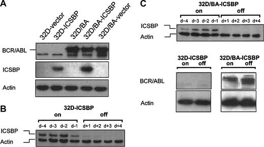 Figure 1. Generation of 32D/BA cells stably or inducibly coexpressing ICSBP. Protein lysates were harvested and immunoblotted with anti-ICSBP, anti-BCR/ABL, and anti-β-actin antibodies. β-actin immunoblotting was performed to assure equal protein loading. (A) 32D cells expressing BCR/ABL, ICSBP, or both, and appropriate vector (v) control cells. (B) ICSBP expression of 32D/ICSBP on/off cells 96 hours to 24 hours before, and 24 hours to 96 hours after addition of 1 μg/mL doxycycline. (C) ICSBP expression of 32D/ICSBP-BA on/off cells 96 hours to 24 hours before, and 24 hours to 96 hours after addition of 1 μg/mL doxycycline (top blot). (Bottom blots) BCR/ABL expression of 32D/ICSBP on/off and 32D/ICSBP-BA on/off cells in presence or absence of ICSBP.
