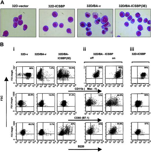 Figure 3. ICSBP reverses BCR/ABL-mediated morphology changes and disturbed antigen expression. (A) Wright-Giemsa staining. BCR/ABL expression in 32D cells induces a transformed phenotype characterized by vacuolization, anisocytosis, and irregular cell and chromatin morphology, which is reversed to a major extent by coexpression of ICSBP. Original magnification, × 600. (B) Representative dot plots of 32D and 32D/BA cells permanently (i,iii) or inducible (ii) expressing ICSBP. Cells were stained with anti-Mac-1, anti-CD80, or anti-B220 monoclonal antibodies. The staining intensity is plotted against the forward scatter (FSC) after gating tightly to live cells according to the scatter characteristics. For quantitation of antigen-positive cells identical quadrant gates were used for each of the tested antigens and for stable inducible systems. The percentage of positive cells of the right quadrants is indicated in each plot.