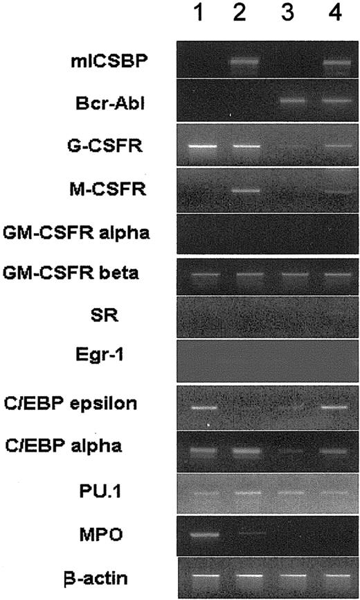 Figure 4. RT-PCR of mRNA derived from 32D/v, 32D/ICSBP, 32D/BA-v, and 32D/BA-ICSBP-3E cells. As a control, intron-spanning β-actin primers were used. Data from representative experiments are shown. Of note, ICSBP specifically restored the expression of the G-CSFR and C/EBPα, both of which were down-regulated by BCR/ABL. The expression of M-CSFR is specifically induced by ICSBP regardless of the presence of BCR/ABL. Lane 1 indicates 32D/v; lane 2, 32D/ICSBP; lane 3, 32D/BA-v; and lane 4, 32D/BA-ICSBP-3E.