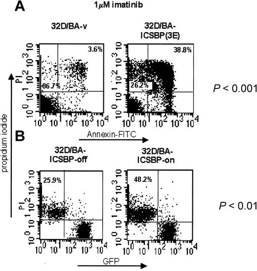 Figure 6. ICSBP overrides imatinib resistance in BCR/ABL-transformed 32D cells. ICSBP+ and ICSBP-cell lines were treated with 1 μM imatinib for 48 hours and subsequently stained with annexin V-FITC and PI. (A) The percentage of dead cells, defined as either annexin+/PI- (apoptotic) or annexin+/PI+ (necrotic) is indicated in the upper right quadrant of each plot. The percentage of live cells is indicated in the lower left quadrant. (B) Because of expression of GFP (Mig-p210) in 32D/BA-ICSBP on/off cells, the percentage of dead cells was calculated solely from the PI+ fraction, which is outlined in the upper left quadrant of each dot plot. The difference in the apoptosis rates of each pair of ICSBP+ and ICSBP-cell lines was statistically significant as indicated (P < .001 and P < .01 for stable and inducible ICSBP-expressing cell systems, respectively).