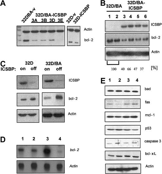 Figure 7. ICSBP down-regulates bcl-2. For Western blot analysis protein lysates were harvested, separated on a 10% PAGE transferred to PVDF membranes, and immunoblotted using indicated antibodies. (A) Bcl-2 expression of clones derived from 32D/BA-v and 32D/BA-ICSBP (3A-D) by limited dilution (left) and 32D-v control and 32D-ICSBP cells (right). As a loading control the membrane was simultaneously also blotted with β-actin antibodies. (B) Transient expression of 32D cells with BCR/ABL (lanes 1-2) or 32D/BA cells with ICSBP (lanes 3-6). The percentage of reduction in bcl-2 expression was assessed by densitometric analysis as indicated. (C) Inverse correlation between the ICSBP and bcl-2 expression in 32D (left) as well as 32D-BA cells (right) with or without induction of ICSBP. ICSBP expression was turned off by addition of 1 μg/mL doxycycline for 48 hours. (D) Northern blotting: ICSBP causes a transcriptional down-regulation of bcl-2. Note the difference in the degree of bcl-2 regulation in BCR/ABL-positive and -negative cells; lane 1, 32D; lane 2, 32D/ICSBP; lane 3, 23D/BA; lane 4, 32D/BA/ICSBP-3E. (E) ICSBP does not affect the expression of other genes known to be involved in the regulation of apoptosis (lanes as described for panel D).