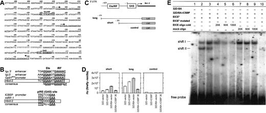 Figure 8. ICSBP regulates the bcl-2 promoter. (A) Sequence of the mouse bcl-2 promoter (5′-UTR). Two forward (right arrow) and one reverse (left arrow) primer for amplification of promoter fragments are underlined. Boxes indicate IRF-target sequences: IRF/Ets composite element and GAS element. (B) Homology analysis between IRF recognition sequences in promoters of known IRF-target genes and the putative bcl-2 sites. GAS and Ets/IRF sites from various genes are shown, and conserved sequences are highlighted in underlined bold letters. The GAS- and Ets/IRF-specific consensus sequences are depicted. Boxes indicate Ets/IRF and GAS sites of the murine bcl-2 promoter. (C) Schematic representation of the 5′-UTR containing 2 IRF target sites as indicated. The maps of the short and long fragment promoter constructs or the empty control construct are shown. (D) Luciferase expression 48 hours after transfection of cells with short (left) or long (middle) bcl-2 promoter firefly luciferase construct, or (right) empty vector construct. Renilla luciferase was used as internal control and the firefly-renilla ratio was depicted. The mean (± SE) of 3 experiments is shown. (E) Detection of an ICSBP-dependent increase in sequence-specific protein-DNA complex formation by EMSA. Nuclear extracts from 32D/BA or 32D/BA-ICSBP cells give rise to 2 shifts as indicated (shifts I and II), with the 32P-labeled EICE (EICE*) from the bcl-2 5′-UTR used as a probe. Competition with cold DNA oligos (EICE oligo cold) (lanes 4-6) or mock oligo (lanes 7-9) was performed with excess cold oligo compared with 32P-labeled probe (EICE*) (20 ×,50 ×, and 100 ×). Mutated 32P-labeled EICE (EICE* mutated) was also used as a probe, identifying shift II as unspecific (lanes 7-10).