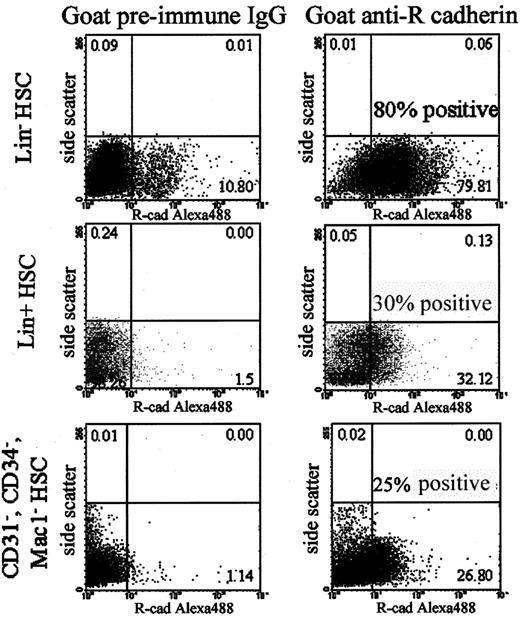 Figure 1. Expression of R-cadherin on Lin- HSCs. Flow cytometry was used to analyze cell surface expression of R-cadherin on (1) vascular targeting Lin- HSCs; (2) nontargeting Lin+ HSCs; or (3) nontargeting CD31-/CD34-/Mac1-HSCs. Ten percent of Lin- HSCs were labeled by preimmune control goat IgG, while 80% were labeled by goat anti-R-cadherin antibodies. Nontargeting subpopulations of HSCs contain significantly fewer cells positive for R-cadherin expression.