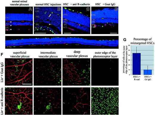 Figure 2. Blocking R-cadherin function disrupts vascular targeting of HSCs. (A) Scanning laser confocal microscopy analysis of frozen retinal cross-sections demonstrates that 3 vascular plexuses (red) are formed in the normal retina: (1) the superficial vascular plexus (star) in the GCL; (2) the intermediate vascular plexus (arrowhead) at the inner edge of the INL; and (3) the deep vascular plexus (arrow) at the outer edge of the INL. (B) Lin- HSCs from eGFP transgenic mice (green) injected intravitreally into postnatal day 6 developing mouse eyes become localized to the 3 retinal vascular plexuses. (C) Blocking R-cadherin-mediated adhesion prevented normal targeting and caused many HSCs (green) to become localized to the outer edge of the photoreceptor layer, while (D) HSCs preincubated with control preimmune IgG target normally. (E) A low-magnification image across an entire retina cross-section demonstrates the extent of HSCs mistargeting caused by blocking R-cadherin adhesion. (F) Confocal images through z-planes of the 3 normal vascular plexuses and the outer edge of the photoreceptor layer. Fewer HSCs localize to the normal vascular plexuses and many localize at the outer edge of the photoreceptors when R-cadherin adhesion is blocked. (G) The extent of mistargeting was quantified by the number of HSCs mistargeted to the outer edge of the photoreceptors relative to the total number of retinally incorporated HSCs. Error bars indicate standard deviation. GCL indicates ganglion cell layer; IPL, inner plexiform layer; INL, inner nuclear layer; ONL, outer nuclear layer (photoreceptors); blue = DAPI (nuclei); red = isolectin Griffonia simplicifolia (blood vessels); green = HSCs. Size bars = ∼50 μm. Original magnification × 20 (A, C, D, F); × 40 (B); and × 10 (E, which is a montage of 5 photos).