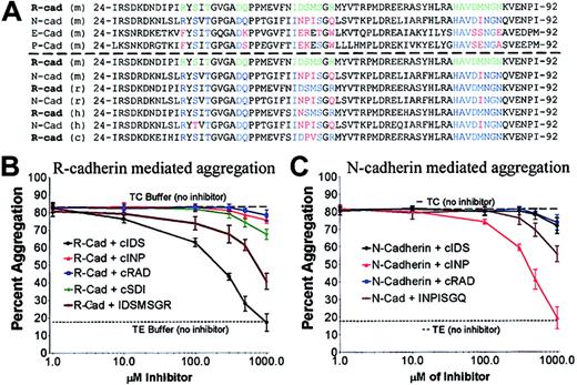 Figure 3. Cadherin sequence homology and design of peptide antagonists. (A) Analysis of structural and mutational data of classic cadherin family members determined 3 regions likely to be involved in cadherin transdimerization (colored residues). Sequence homology analysis within these residues was used to identify conserved (blue) and nonconserved (red) residues between R-cadherin (green) and other classical cadherin family members above the dotted line, as well as N- and R-cadherin sequences from different species (mouse, rat, human, or chick; below the dotted line). The region corresponding to amino acids 53-59 was found to have the highest percentage of nonconserved residues likely to participate in the formation of the transdimerization interface. (B) Aggregation of R-cadherin-expressing cells was effectively inhibited by cyclic IDS peptides (IC50 ∼ 300 μM). The linear IDSMSGR peptide also inhibited R-cadherin aggregation with lower affinity. Small effects on aggregation were observed for cyclic INP and other control peptides only at high concentrations. (C) Aggregation of N-cadherin-expressing cells was effectively inhibited by cyclic INP peptides (IC50 ∼ 325 μM). Cyclic IDS was relatively ineffective at inhibiting N-cadherin-mediated aggregation, demonstrating that cyclic IDS inhibition was specific to R-cadherin-mediated aggregation. Incubation of the cells in either TC buffer (with Ca+) or TE buffer (no Ca+, + EDTA) with no inhibitors was done to establish the negative and positive baselines for cadherin-mediated aggregation. Error bars indicate standard deviation.