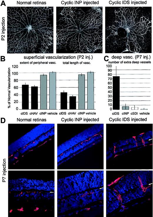 Figure 4. R-cadherin peptide antagonists disrupt normal retina developmental vascularization. (A) When R-cadherin peptide antagonists (cyclic IDS) were injected intravitreally on postnatal day 2, formation of the superficial vasculature was greatly disrupted when compared to uninjected (normal retinas) or control (cyclic INP)—injected retinas. Each image is a montage of 5 photographs. Original magnification × 10. (B) Injection of R-cadherin blocking cyclic IDS peptides resulted in decreased vascular migration toward the retinal periphery and a reduction in the total length of retinal vessels (P < .01). These results were similar to injections of the previously characterized, nonspecific, cyclic HAV peptide. Injection of N-cadherin—specific, cyclic INP peptides resulted in relatively normal levels of retinal superficial vascularization. Error bars indicate standard deviation. (C) Injection of cyclic IDS, but not cyclic INP, peptides disrupted normal formation of the deep retinal vascular plexuses with more than a 10-fold increase in the number of extra deep vessels observed. Error bars indicate standard deviation. (D) Injection of cyclic IDS peptides at postnatal day 7, just prior to formation of the deep vascular plexus, caused vessels to migrate past the normal deep vascular plexus (arrows) and into the normally avascular photoreceptor layer. The deep vascular plexus formed normally when cyclic INP peptides were injected, demonstrating a specific role for R-cadherin during endothelial cell guidance to the 3 vascular plexuses. Original magnification × 10 (upper panels) and × 20 (lower panels).