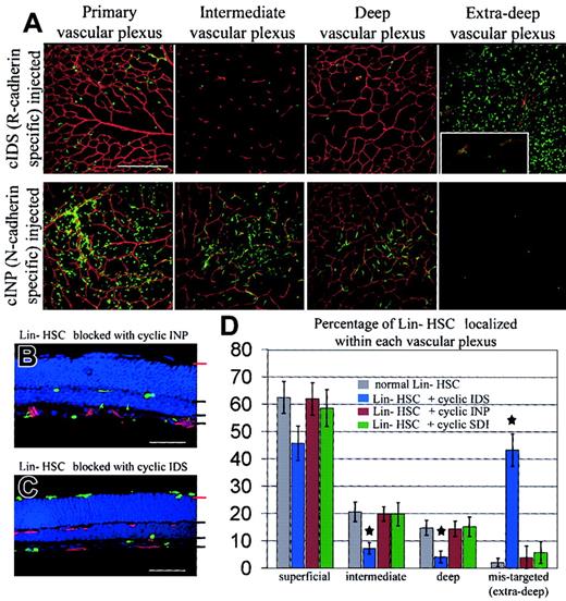 Figure 5. R-cadherin-specific cyclic IDS peptides prevent normal EPC targeting to the developing retinal vasculature. (A) Planar images of the 3 normal retinal vascular plexuses and the outer edge of the photoreceptor layer demonstrated massive HSC mistargeting caused by R-cadherin-specific peptide antagonists (cyclic IDS), similar to the effects observed by preincubation with R-cadherin function-blocking antibodies. HSCs were mistargeted to the subretinal space rather than the superficial, intermediate, or deep vascular plexuses, compared to cyclic INP-incubated, or normal, Lin- HSCs. A small portion of mistargeted HSCs were incorporated into regions of mistargeted endogenous vasculature (insert). Scale bar represents approximately 50 μm. Original magnification of inset × 60. (B, C) Analysis of frozen retinal sections demonstrated normal targeting (B, black lines) of HSCs preincubated with cyclic INP and mistargeting (C, red lines) of HSCs to the outer edge of the photoreceptors after preincubation with cyclic IDS peptides. Scale bar represents approximately 50 μm. (D) The number of HSCs targeted to the 3 normal vascular plexuses or mistargeted to the outer edge of the photoreceptor layer was quantified as a relative percentage of the total number of retinally incorporated HSCs. Preincubation with cyclic IDS peptides greatly disrupted HSCs targeting, particularly to the intermediate and deep plexuses (P < .01, star), and greatly increased the number of mistargeted HSCs localized within the subretinal space (P < .0001, star). Error bars indicate standard deviation.