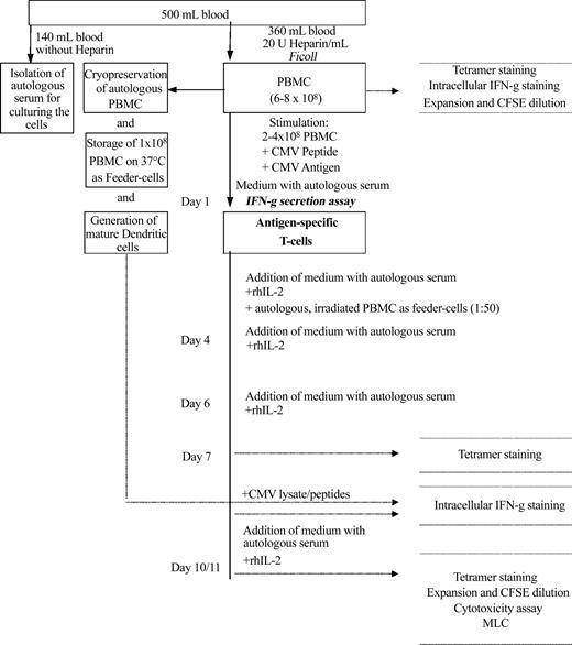 Figure 1. Schematic diagram for generation of CMV-specific CD4+ and CD8+ T-cell lines. After stimulation of 20 × 107 to 40 × 107 PBMCs with CMV peptides and CMV lysate, IFN-γ-producing cells were isolated using the IFN-γ secretion assay and were expanded over 7 to 11 days with medium, IL-2, and autologous, irradiated PBMCs as feeder cells. In addition, autologous DCs were generated over 7 days, loaded with CMV peptide/lysate, and used as APCs for intracellular IFN-γ staining of expanded cells. Further characterization of the expanded cells includes tetramer staining, CFSE staining, expansion on restimulation, cytotoxicity assay, and assessment of alloreactivity.