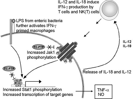 Figure 9. Up-regulation of the IFN-γ pathway in the absence of TC-PTP. The loss of TC-PTP results in increased activation of the IFN-γ pathway through hyperphosphorylation of JAK11 and STAT1.3 STAT1 activity induces TNF-α and iNOS expression. LPS increases IL-18 production, which together with IL-12 serves as a positive feedback to IFN-γ-producing cells. In the absence of TC-PTP this cycle cannot be turned off and results in the accumulation of IFN-γ, TNF-α, NO, and activated inflammatory cells.