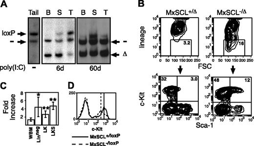 Figure 1. SCL-deleted marrow contains increased lineage-negative cells. (A) Southern blot of tissues from a MxSCL-/loxP mouse tail DNA prior to poly(I:C) or hematopoietic tissues 6 or 60 days after poly(I:C). B indicates bone marrow; S, spleen; and T, and thymus. The probe detects loxP-targeted (loxP), deleted loxP (Δ), and null (-) SCL alleles. (B) Representative contour plots of bone marrow cells from SCL-heterozygous (MxSCL+/loxP) and SCL-deleted (MxSCL-/loxP) mice 3 months after administration of poly(I: C). Lineage markers include Mac-1, B220, TER119, and CD3. The percentage of Linneg cells in the gate is shown. Gated cells were analyzed for the expression of c-kit and Sca-1. (C) Fold increase of unfractionated whole bone marrow (WBM), Linneg, Linneg c-kit+ Sca-1- (LK), and Linneg c-kit+Sca-1+ (LKS) cells in SCL-deleted mice (n = 9) compared with SCL-heterozygous mice (n = 10). Results are expressed as the mean and SEM. Comparison of cell numbers was performed by a 2-sided paired Student t test. *P < .05; **P < .005. (D) Representative histogram plot of c-kit expression on Linneg bone marrow cells from SCL-heterozygous and SCL-deleted mice. The peak fluorescence of Linneg c-kit+ cells is shown.