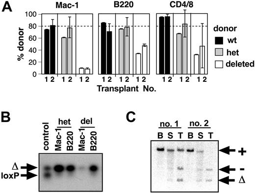 Figure 3. Secondary transplantation of SCL-deleted HSCs. (A) Comparison of donor contribution to myeloid, B, and T cells in primary (1) and secondary (2) transplants. Donor cells for primary transplantation were obtained from SCL+/+ (wt, ▪), MxSCL+/loxP (het, ▦), or MxSCL-/loxP (deleted, □) mice 6 days after poly(I:C) administration. Secondary recipients received pooled bone marrow cells from primary recipients 4 months after transplantation. The mean and SD of 3 to 5 recipients are shown. The dashed line indicates the expected donor contribution (80%). (B) PCR genotype analysis of donor-derived myeloid or B cells in secondary recipients of donor bone marrow cells from poly(I:C)-treated MxSCL+/loxP (het) or MxSCL-/loxP (del) mice. FACS-isolated cells were used for genotyping. The PCR was designed to amplify only the loxP-targeted (loxP) and deleted loxP (Δ) SCL alleles. The control sample was a 50:50 mix of loxP and Δ alleles. (C) Southern blot of bone marrow (B), spleen (S), and thymus (T) from 2 secondary recipients 4 months after transplantation with marrow from primary recipients reconstituted with SCL-deleted donor cells and SCL-wild-type competitor cells. Genomic DNA was probed with a genomic fragment that can distinguish wild-type (+), loxP-targeted (loxP), deleted loxP (Δ), and null (-) SCL alleles. Note the skewing of SCL-deleted hematopoiesis, especially in recipient no. 2 where bone marrow cells are predominantly competitor (+) while the thymus is completely SCL-deleted (-/Δ).