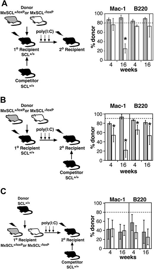 Figure 4. Rescue of early transplantation defect by wild-type hematopoiesis. (A) Deletion of SCL in mixed chimeras. Donor cells (MxSCL+/loxP or MxSCL-/loxP) mixed with wild-type competitor cells (SCL+/+) in a ratio of 80:20 were transplanted into lethally irradiated wild-type primary recipients. Reconstituted primary recipients were then treated with poly(I:C) to generate donor SCL-heterozygous (MxSCL+/Δ) or -deleted (MxSCL-/Δ) hematopoiesis in the presence of wild-type hematopoiesis and stroma. Bone marrow cells from these recipients were transplanted into secondary recipients 6 days after poly(I:C). The percentage of donor-derived myeloid (Mac-1) and B (B220) cells was measured in secondary recipients 4 and 16 weeks after transplantation. Each bar represents the mean and SD of 3 to 5 recipients. The dashed line indicates the expected donor contribution (80%). *P < .05. (B) Deletion of SCL in chimeras. Donor cells (MxSCL+/loxP or MxSCL-/loxP) were transplanted into lethally irradiated wild-type primary recipients. Reconstituted primary recipients were then treated with poly(I:C) to generate SCL-heterozygous (MxSCL+/Δ) or -deleted (MxSCL-/Δ) hematopoiesis in the presence of wild-type stroma. The SCL-heterozygous and SCL-deleted bone marrow cells were then mixed with SCL-wild-type cells in a ratio of 90:10 for assay by competitive repopulation. Competitor cells had also been serially transplanted so that their repopulating potential would be similar to the donor cells. The percentage of donor-derived myeloid (Mac-1) and B (B220) cells was measured in secondary recipients 4 and 16 weeks after transplantation. Each bar represents the mean and SD of 3 to 5 recipients. *P < .05. (C) Reciprocal transplantations to assess the ability stroma in SCL-deleted mice to support short-term repopulating cells. Donor cells (SCL-wild-type) were transplanted into lethally irradiated MxSCL+/loxP (n = 4) or MxSCL-/loxP (n = 4) mice. Reconstituted primary recipients were then treated with poly(I:C) to generate SCL-wild-type hematopoiesis within a SCL-heterozygous (MxSCL+/Δ) or -deleted (MxSCL-/Δ) stroma. The SCL-wild-type hematopoietic cells were then assayed by competitive repopulation in a ratio of 80:20 with SCL-wild-type competitor cells. Unlike the donor cells, the competitor cells had not been serially transplanted and thus provided greater than the expected repopulation (20%) in the secondary recipients. The percentage of donor-derived myeloid (Mac-1) and B (B220) cells was measured in secondary recipients 4 and 16 weeks after transplantation. Each bar represents the mean and SD of at least 3 recipients.