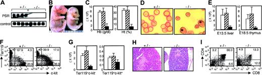 Figure 1. Developmental defects of erythroid and T-lymphoid cells in PSR-/- embryos. (A) PolyAmRNA(2 μg) prepared from PSR+/- or PSR-/- neonates was hybridized with PSR or control (TGF-β3) cDNA. (B) Phenotypic comparison of PSR+/- (left) and PSR-/- (right) littermates at E15.5. Original magnification × 8. (C) Hb concentration and Ht of PSR+/+ (□, n = 6), PSR+/- (▨, n = 12), and PSR-/- (▪, n = 3) embryos are compared at E16.5. (D) Blood smears of PSR+/- (left) and PSR-/- (right) littermates are compared at E16.5. Original magnification × 1000. (E) The number of E13.5 fetal liver cells (left) or E18.5 thymocytes (right) is compared among PSR+/+ (□, n = 9 for fetal liver cells and n = 7 for thymocytes), PSR+/- (▨, n = 21 for fetal liver cells and n = 9 for thymocytes), and PSR-/- (▪, n = 6 for fetal liver cells and n = 3 for thymocytes) embryos. (F) The E13.5 fetal liver cells of PSR+/- and PSR-/- littermates were stained for Ter119 and c-kit. Numbers in each quadrant indicate the percentage of each subset of the cells. (G) The number of Ter119+c-kit- (left) or Ter11+c-kit+ (right) fetal liver cells is compared among PSR+/+ (□, n = 4), PSR+/- (▨, n = 9), and PSR-/- (▪, n = 4) embryos at E13.5. (H) Thymus sections of E19.0 PSR+/- and PSR-/- littermates stained with hematoxylin and eosin. Original magnification × 250. (I) Thymocytes of E18.5 PSR+/- and PSR-/- littermates were stained for CD4 and CD8. Numbers in each quadrant indicate the percentage of each subset of the cells.