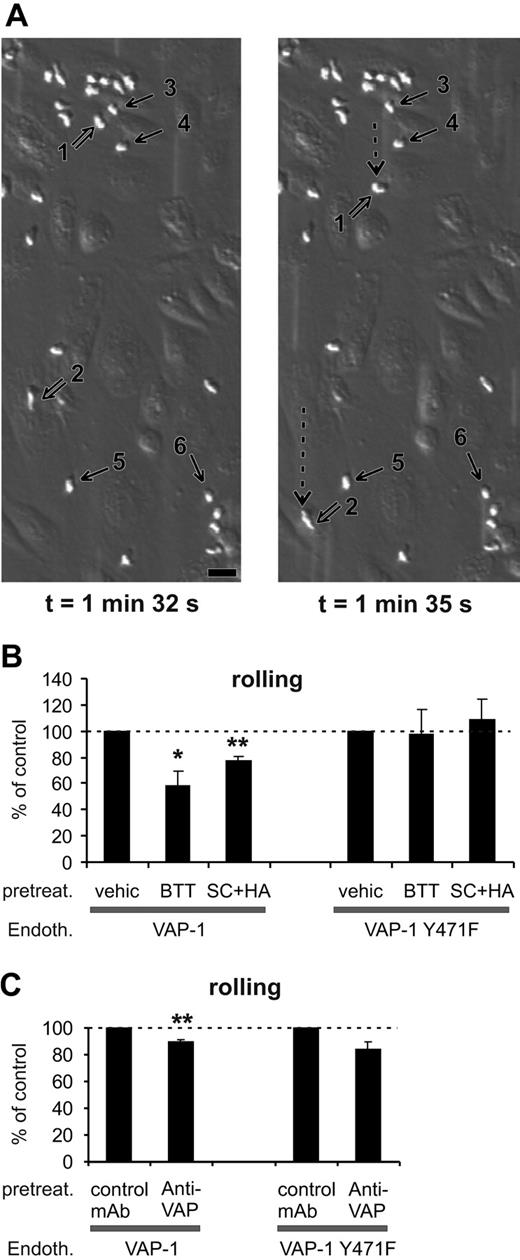 Figure 3. SSAO activity is important for VAP-1-dependent rolling of PMNs on HUVECs under shear. (A) Two video frames taken 3 seconds apart showing rolling and stably adherent PMNs on VAP-1-transfected HUVECs (t = 0 is by definition the moment when infused leukocytes appear on the endothelial cells in the microscopic field). The open arrows point to 2 rolling cells (nos. 1 and 2; their rolling path during the 3-second interval is indicated by the dotted arrow), and some of the firmly adherent cells are pointed out by thin black arrows (nos. 3-6). The shear was 1.0 dyn/cm2. Bar, 20 μm. (B) The SSAO inhibitors (BTT = BTT-2027, SC + HA = semicarbazide + hydroxylamine) block rolling of PMNs on VAP-1-transfected HUVECs, but have no effect on rolling on VAP-1Y471F-transfected cells. The number of rolling PMNs was counted after each treatment and compared with that seen in the vehicle-treated capillaries. The results are mean ± SEM from 3 to 5 independent experiments using HUVECs and PMNs isolated from different individuals. (C) The effect of anti-VAP-1 mAb on PMNs rolling on VAP-1- and VAP-1Y471F-transfected HUVECs was analyzed as described in panel B in the presence of control (HB116) and anti-VAP-1 (TK8-14) mAbs. The results are mean ± SEM (n = 3-4). *P < .05; **P < .01. Endoth. indicates endothelial cells; pretreat., pretreated; and vehic, vehicle.