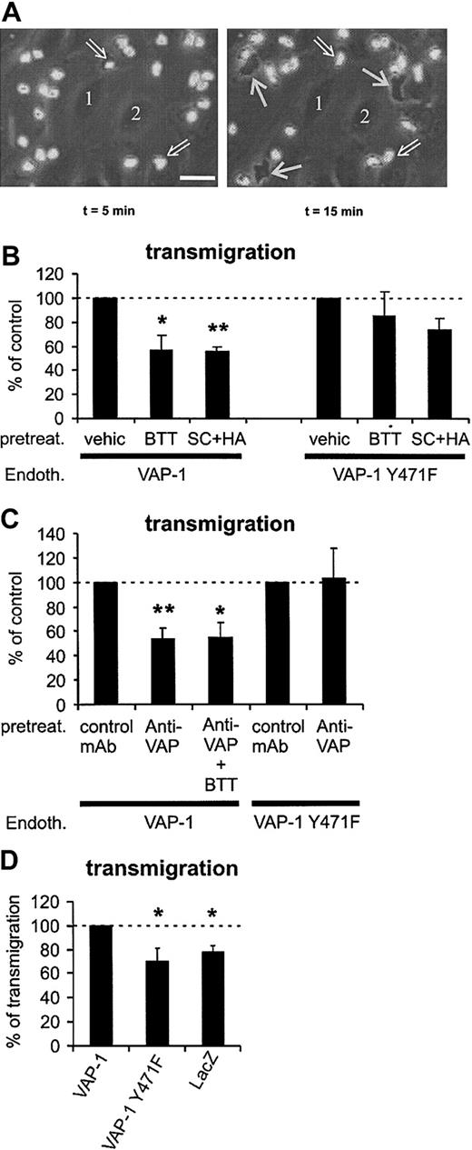 Figure 5. VAP-1 supports PMN transmigration under flow conditions. (A) Phase-contrast micrographs showing surface-adherent (phase-bright; 2 pointed out by open arrows) and transmigrated (phase-dark; 3 indicated by thin white arrows) leukocytes. Numbers 1 and 2 indicate 2 representative endothelial cells at the bottom of the capillary. The first frame is taken 5 minutes after the perfused leukocytes appeared in the microscopic field, and the second one was captured 10 minutes later. The area of the microscopic picture is 0.02 mm2 (ie, it is 1/15th of a single microscopic field and 15 separate microscopic fields were analyzed for each treatment in each individual experiment). The actual transmigration process can be seen in the Supplemental Video online at the Blood website. Note that the surface-bound cells do not remain stationary during the assay, since they also actively migrate on the HUVEC surface in search of junctions. Bar, 20 μm. (B) The number of transmigrated cells was determined after pretreating VAP-1- or VAP-1Y471F-transfected HUVECs by vehicle and SSAO inhibitors (BTT = BTT-2027, SC + HA = semicarbazide + hydroxylamine). (C) The effect of anti-VAP-1 mAb alone or in combination with SSAO inhibitors on the transmigration was determined as in panel B. All results are mean ± SEM of 4 to 7 independent experiments using PMNs and HUVECs from different individuals. (D) VAP-1 supports PMN transmigration. The number of PMNs transmigrating through HUVECs transfected with VAP-1, enzymatically inactive VAP-1, and lacZ was determined. The results are mean ± SEM of 4 to 5 independent experiments using HUVECs and PMNs from different individuals. The number of PMNs transmigrating through VAP-1 transfectants is defined as 100%, and thus HUVECs transfected with VAP-1 support statistically significantly more transmigration than HUVECs transfected with enzymatically inactive VAP-1 or with lacZ. *P < .05; **P < .01. Endoth. indicates endothelial cells; pretreat., pretreated; and vehic, vehicle.