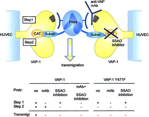 Figure 7. VAP-1 functions via 2 steps during PMN transmigration. First, an antibody-dependent epitope is engaged to allow initial contacts between the PMNs and VAP-1. Then, an oxidative reaction takes place that ensures transmigration of the PMNs. If either step is blocked, the transmigration is halted. The PMN counter-receptor for the antibody-dependent epitope of VAP-1 and the leukocytic substrate for VAP-1 may be the same molecule or 2 separate molecules. Anti-VAP-1 mAbs do not interfere with entry of small model substrates or substrates expressed on the leukocyte surface into the enzymatically active site of VAP-1. Substr indicates substrate; Pretr, pretreated; and Transmigr, transmigration.