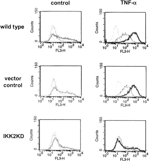 Figure 1. TNF-α-regulated expression of adhesion molecules ICAM-1 and E-selectin dependence on the IKK2/NF-κB pathway. To control for successful activation of the endothelial cells later to be processed for microarray analysis as well as for functionality of the dominant-negative IKK2 mutant, flow cytometry was performed in parallel experiments. Briefly, wild-type primary endothelial cells (HUVECs, top) or cells infected with parental vector as control (middle) or with retrovirus carrying a dominant-negative mutant of IKK2 (bottom) were exposed to medium or 2 ng/mL TNF-α. Cells were immunostained for ICAM-1 (bold profiles), E-selectin (dotted profiles), or incubated with IgG isotype control (thin profiles). Successful infection of HUVECs with the retrovirus was confirmed by coexpression of the GFP gene.
