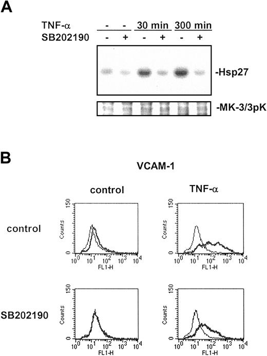 Figure 3. Activation of endothelial p38 MAP kinase by TNF-α is efficiently inhibited by SB202190. To confirm efficient inhibition of p38 activity in endothelial cells to be studied by microarray profiling, immune complex kinase assays (A) and flow cytometry (B) were performed on cells obtained from parallel experiments. (A) HUVECs were exposed to medium or TNF-α for 30 or 300 minutes in the absence or presence of 10 μM SB202190, which had been added to the culture medium 30 minutes prior to stimulation. After cell lysis, MK-3/3pK, a kinase acting downstream of p38, was immunoprecipitated and assayed for activity using Hsp27 as substrate. Protein loads were controlled by Western blot using an antiserum against MK-3/3pK. (B) Cells were stimulated with TNF-α for 5 hours in the absence or presence of 10 μM SB202190 as indicated and subsequently studied by flow cytometry for surface expression of an established p38-dependent gene, VCAM-1 (thick lines). Isotype controls are additionally shown (thin lines).
