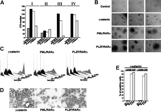 Figure 5. Colony formation of Sca1+/lin- HSCs expressing γ-catenin. (A) Replating efficiency of Sca1+/lin- stem cells transduced with γ-catenin, PML/RARα,or PLZF/RARα (Roman numerals indicate the number of the plating round). Mock-transduced cells were used as control. The cells were seeded in semisolid medium. At day 10 the cells were harvested, analyzed, and replated. (B) Morphology of the colonies at the plating IV. Original magnification, × 25. (C) Differentiation-specific surface marker expression. Gr-1 and Mac-1 are markers for myeloid differentiation and Sca1 and c-kit are stem cell markers. (D) Morphologic analysis of cells stained with May-Grünwald-Giemsa. Original magnification, × 400. (E) Differentiation of the γ-catenin-expressing cells at the plating IV in absence/presence of G/GM-CSF. One representative of at least 3 experiments is shown.
