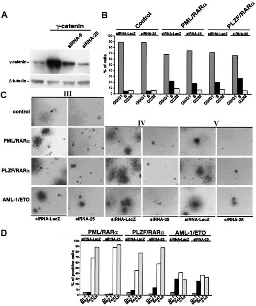 Figure 6. Effect of silencing the γ-catenin expression by RNA interference on the phenotype of Sca1+/lin- HSCs expressing AATPs. (A) Effect of siRNA constructs on Phoenix cells overexpressing γ-catenin. Two different siRNA constructs (siRNA-9 and siRNA25) were cotransfected into Phoenix cells together with the PINCO-γ-catenin. Thirty-six hours after transfection whole cell lysates were probed with an anti-γ-catenin antibody in Western blot analysis. Equal protein loading was confirmed after stripping of the membrane and staining with an anti-β-tubulin antibody. (B) Effect of siRNA-25 on cell cycle progression of HSCs expressing X-RARα. An siRNA directed against the β-galactosidase (siRNA-LacZ), which had no effect on γ-catenin expression (data not shown), was used as control. (C) Effect of siRNA-25 on the replating efficiency of Sca1+/lin- HSCs expressing AATPs. The siRNA-LacZ was used as control (Roman numerals indicate the number of the plating round). Original magnification, × 25. (D) Effect of siRNA-25 on the differentiation block induced by AATPs. The siRNA-LacZ was used as control. Gr-1 and Mac-1 were detected as markers of myeloid differentiation and Sca1 and c-kit were detected as stem cell markers.