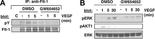 Figure 1. Effect of GW654652 on Flt-1 phosphorylation and VEGF-triggered activation of downstream signaling molecules. (A) MM.1S cells were starved overnight in RPMI 1640 with 1% FBS and for 3 hours in RPMI 1640 with no FBS. After pretreatment with GW654652 (1 hour; 10 μg/mL) or dimethyl sulfoxide (DMSO), MM.1S cells were stimulated with 100 ng/mL VEGF for 1 and 5 minutes. Flt-1 immunoprecipitates (IPs) from whole cell lysates were analyzed by Western blotting using antisera against phosphotyrosine residues. Equal loading was confirmed by immunoblotting with antisera directed against Flt-1. Nonspecific protein binding and detection were excluded by incubating protein A-Sepharose (PAS) beads with lysis buffer and Flt-1 antibody only (C, control). (B) MM.1S cells pretreated as in panel A were stimulated with 100 ng/mL VEGF in the presence and absence of GW654652 for 1, 5, and 30 minutes. Whole-cell lysates (60 μg) were analyzed by Western blotting using antisera against phospho-ERK (pERK) and phospho-AKT-1 (pAKT1). Immunoblotting for ERK-2 confirmed equal protein loading.